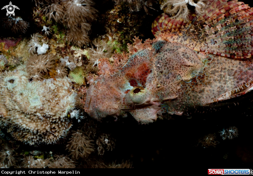 A scorpion fish
