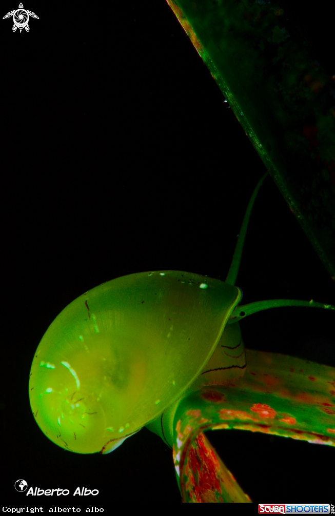 A CARACOL VERDE