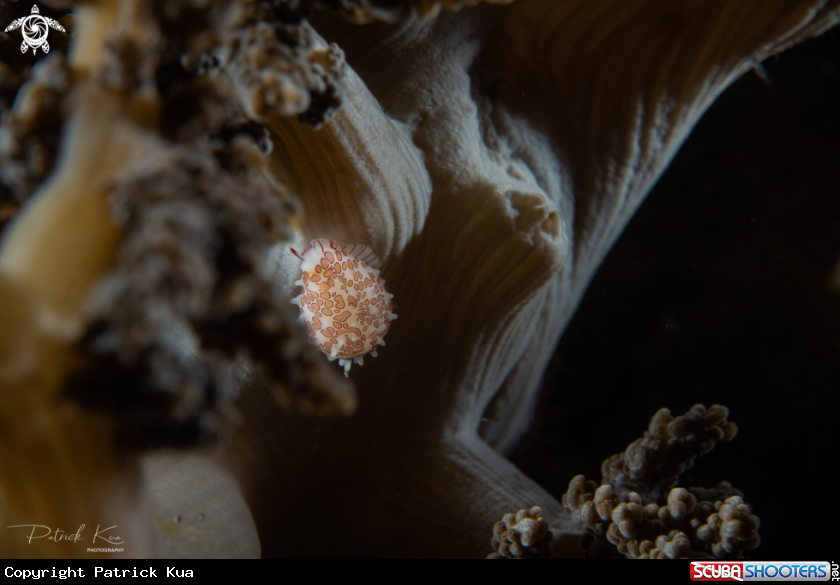A Cowrie