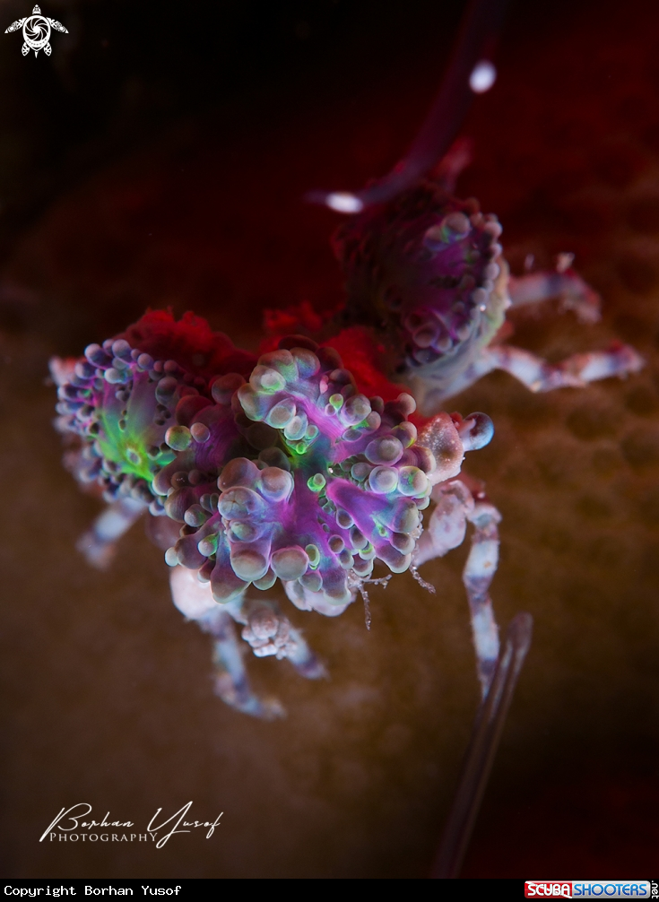 A Decorator Crab