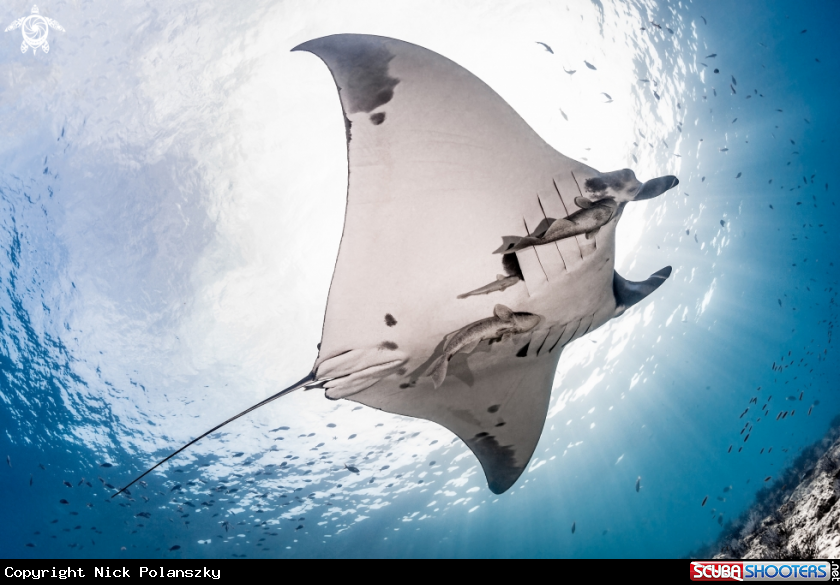 A Giant Pacific Manta Ray