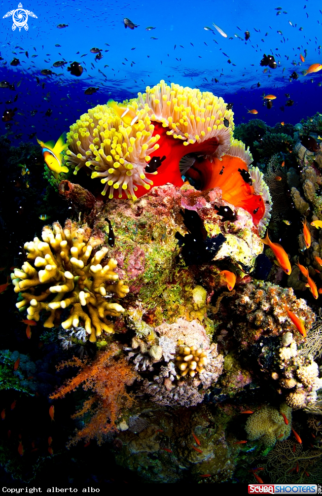 A Anemonas