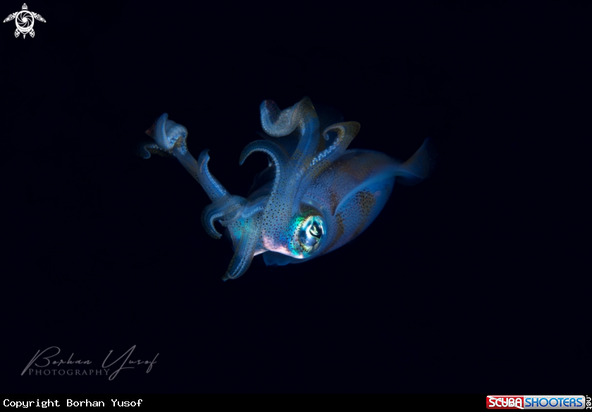 A Reef Squid