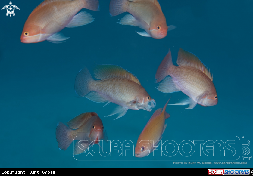 A Stocky Anthias