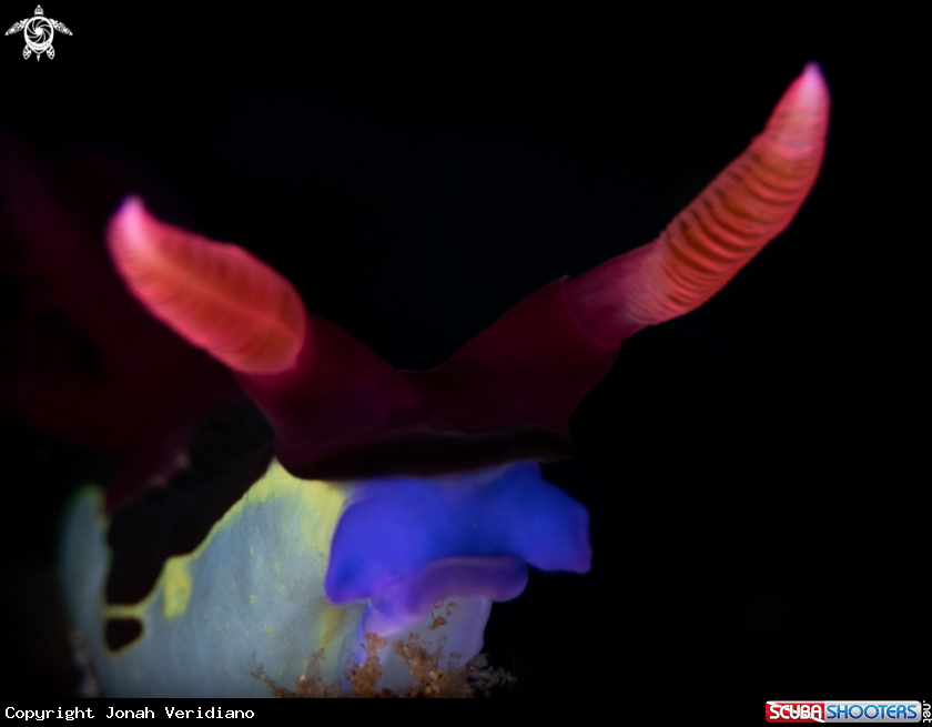 A nudibranch