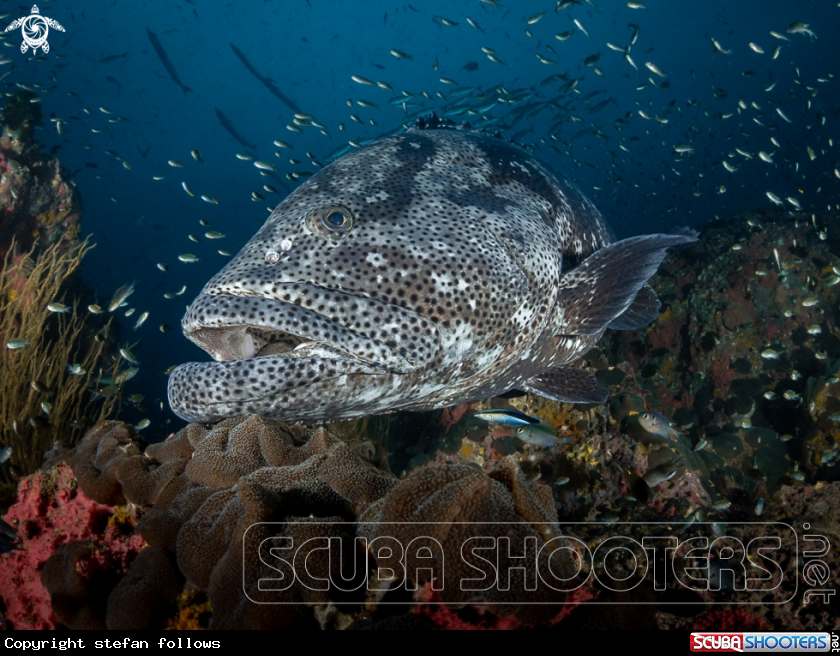A Malabar Grouper