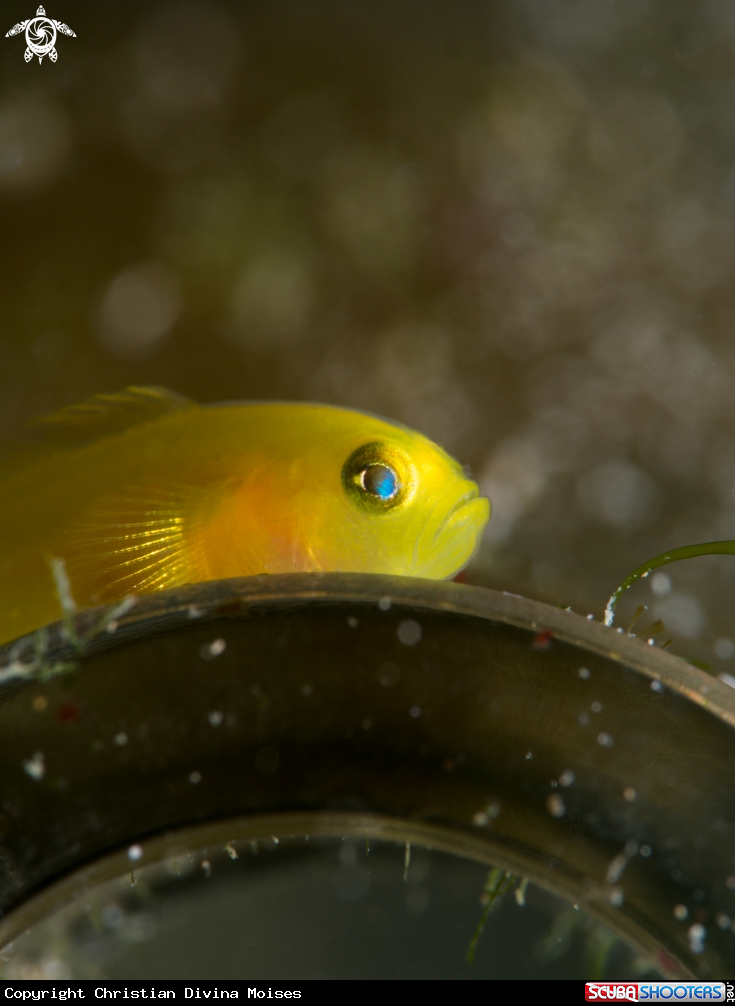 A Yellow Pygmy Goby