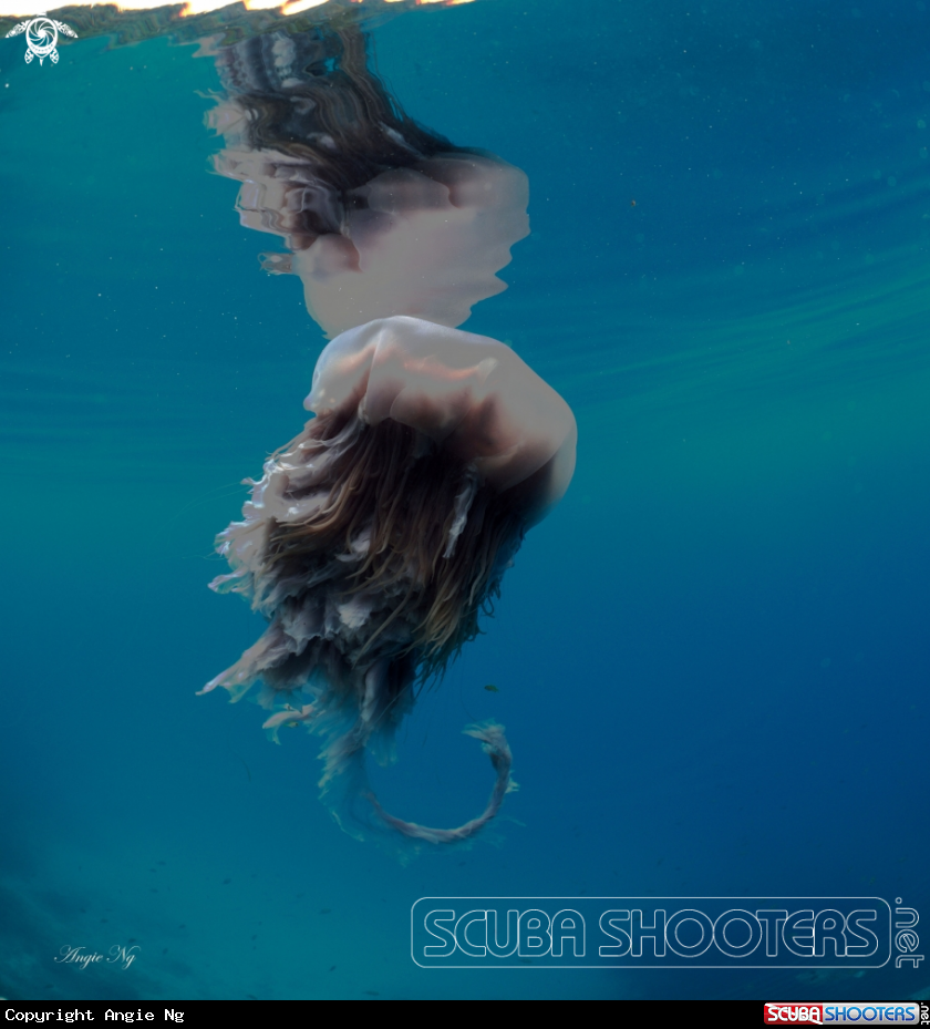 A jelly fish