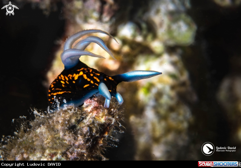 A Slender Roboastra Nudibranch