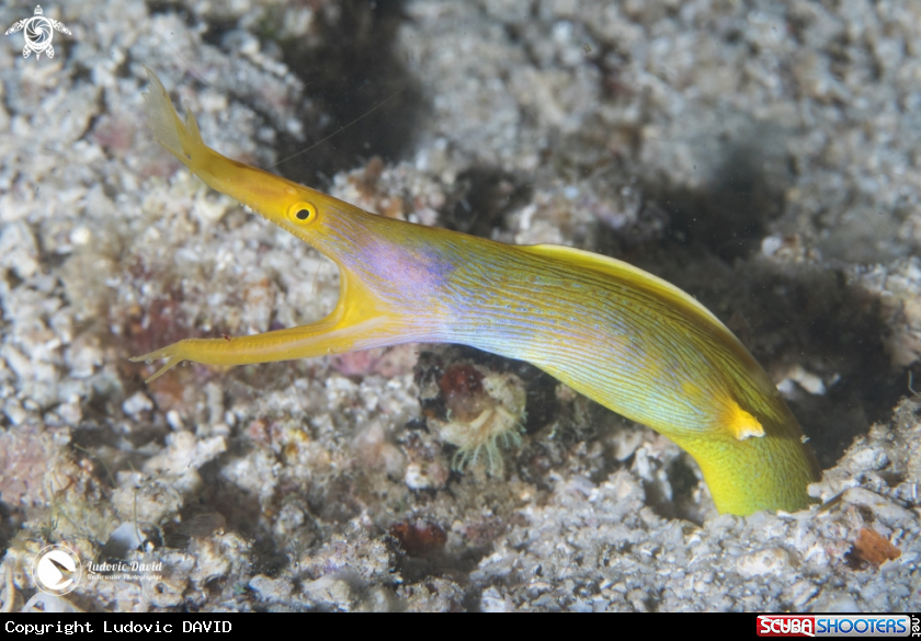 A Ribbon Eel