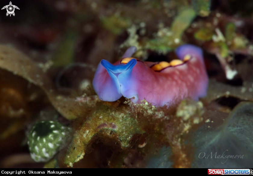 A Racing stripe flatworm (Pseudoceros bifurcus)