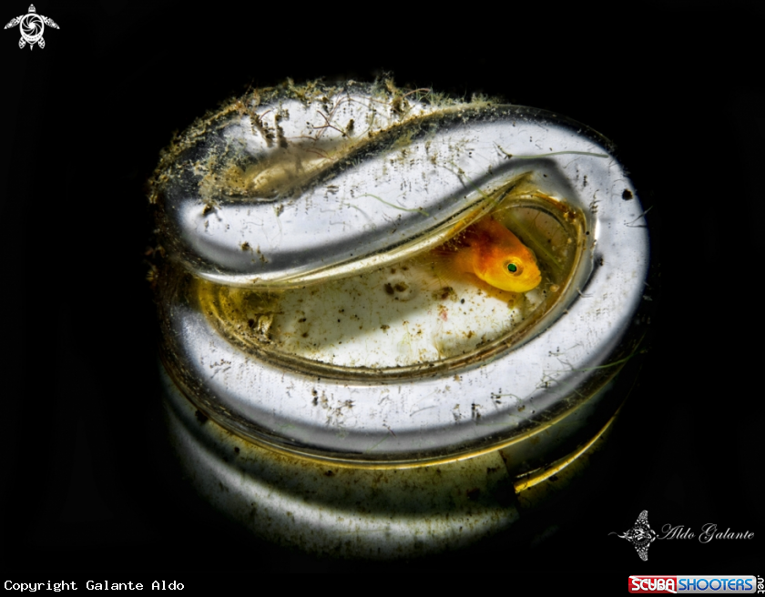A Yellow Pigmy Goby