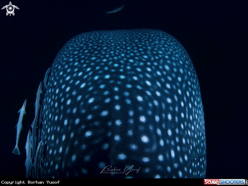A Whale Shark