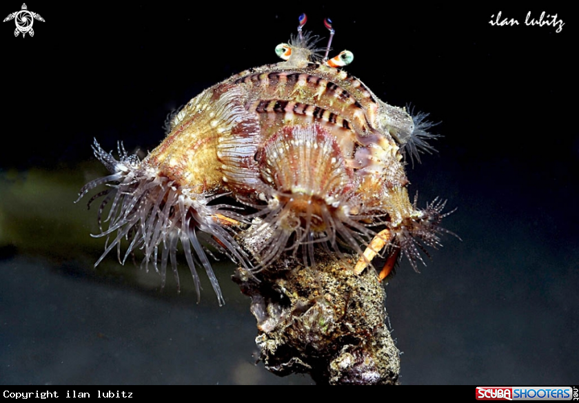 A hermit crab