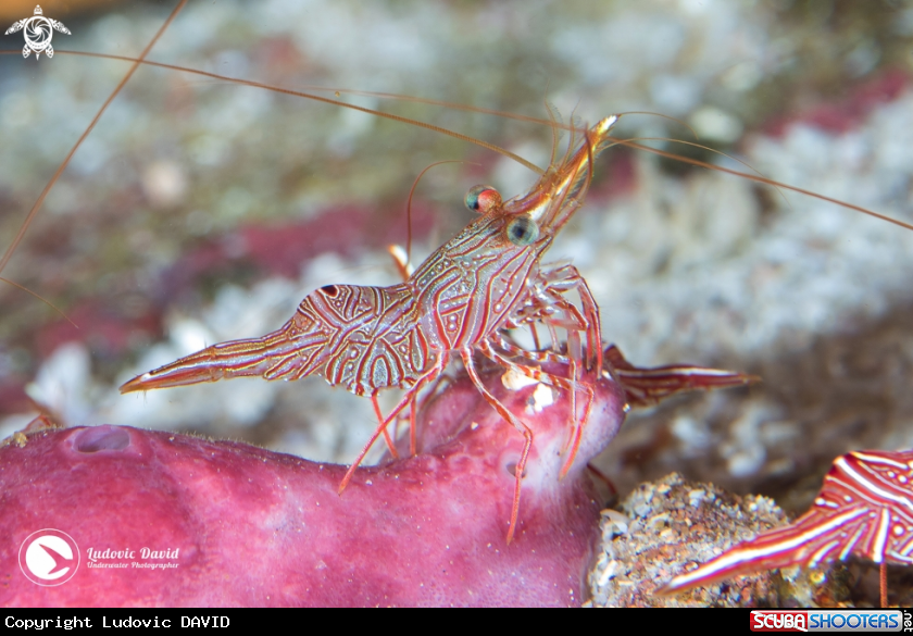 A Bruce's Hinge-Beak Shrimp