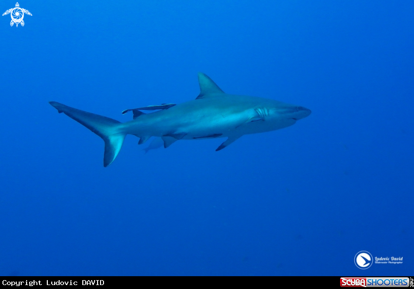 A Grey Reef Shark