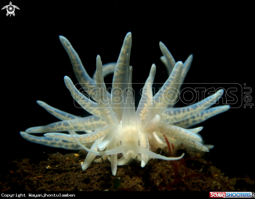 A Phyllodesmium