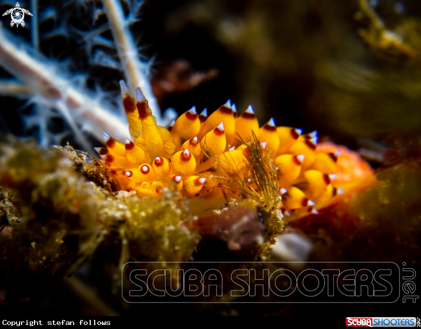 A Nudibranch