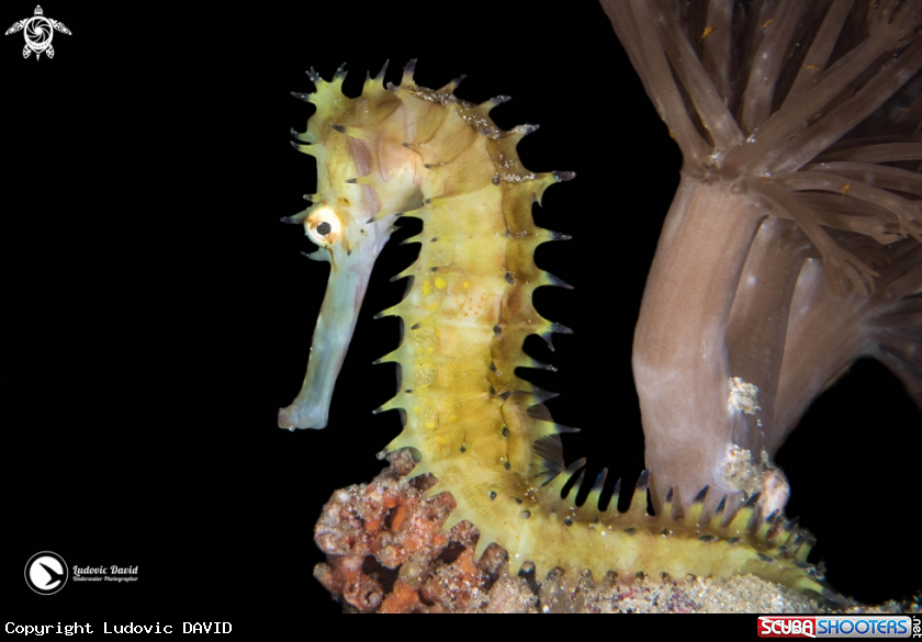 A Thorny Seahorse