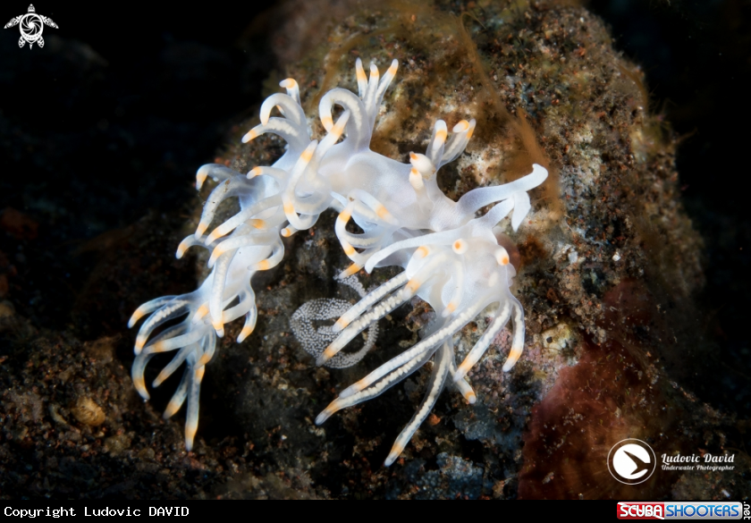 A Bicolor Flabellina Nudibranch
