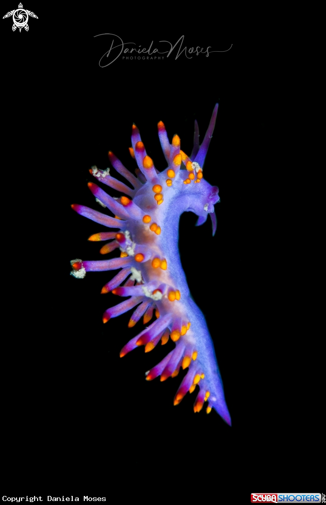 A Tenellia sibogae