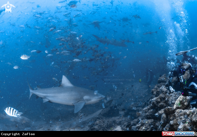 A Bull shark 