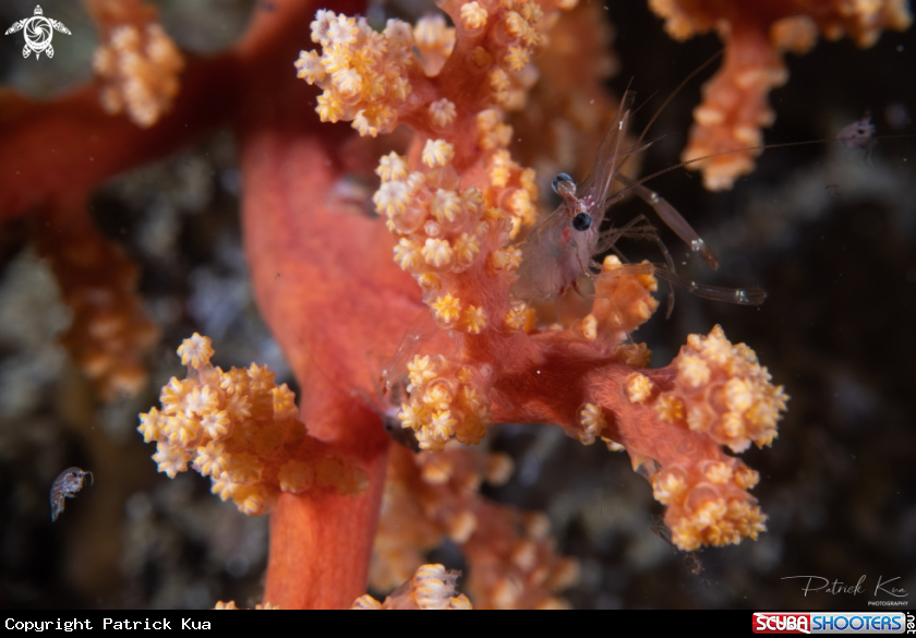 A Amphipod