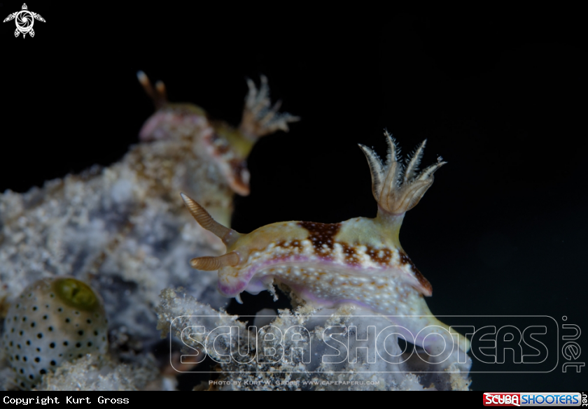 A Nudibranche