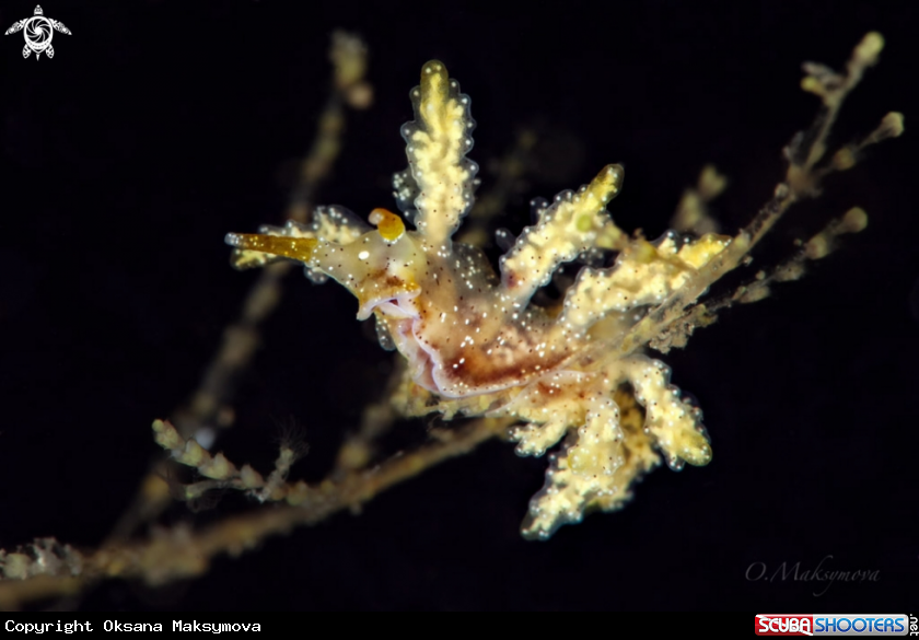 A Nudibranch  Doto sp.4 in NSSI2