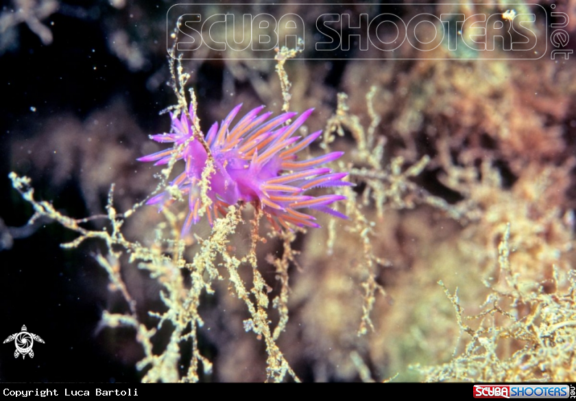A Flabellina