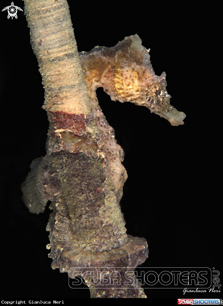 A Seahorse