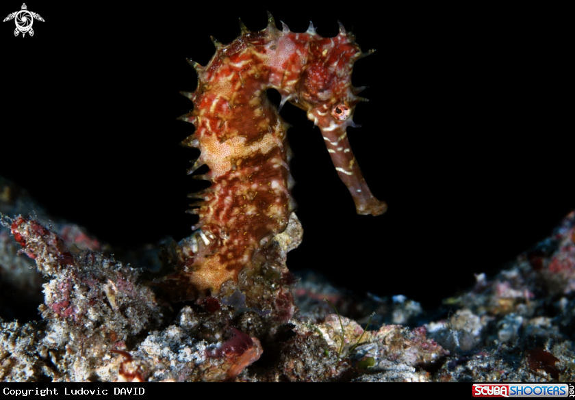 A Thorny Seahorse