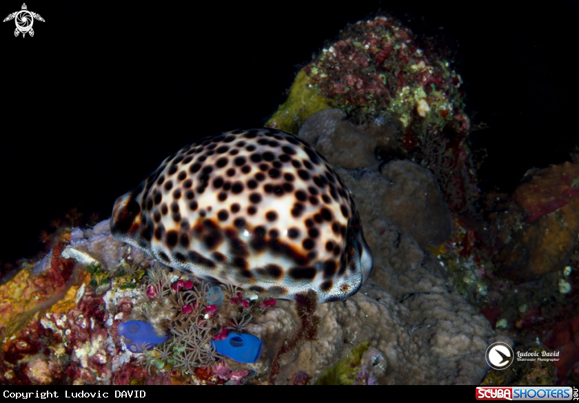 A Tiger Cowrie
