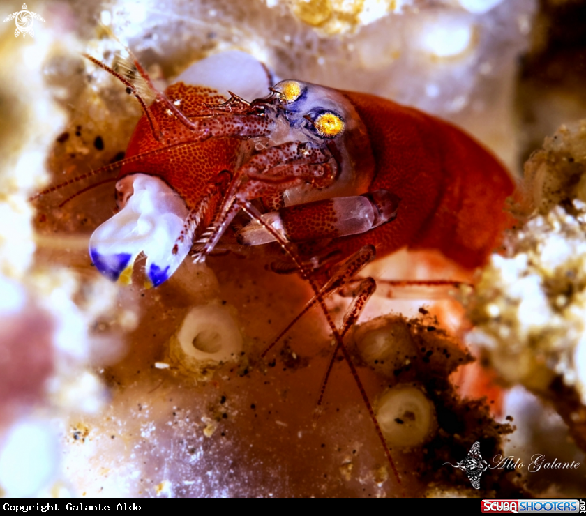 A Snapping shrimp 