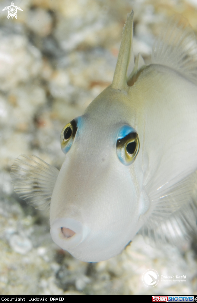A Scythe Triggerfish