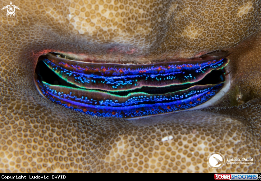 A Iridescent Scallop