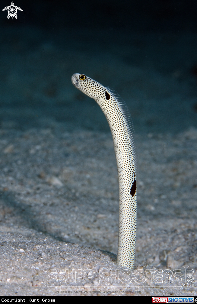A Spotted Garden Eel