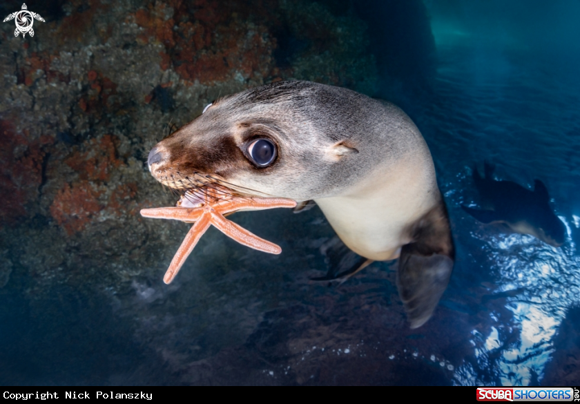 A California Sea Lion