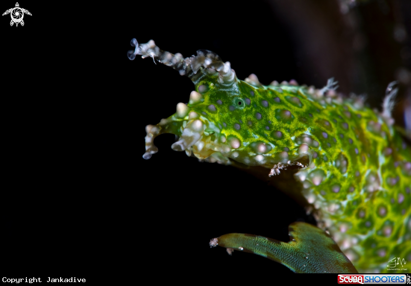 A Nudibranch