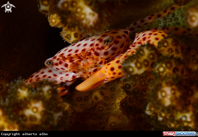 A cangrejo del coral
