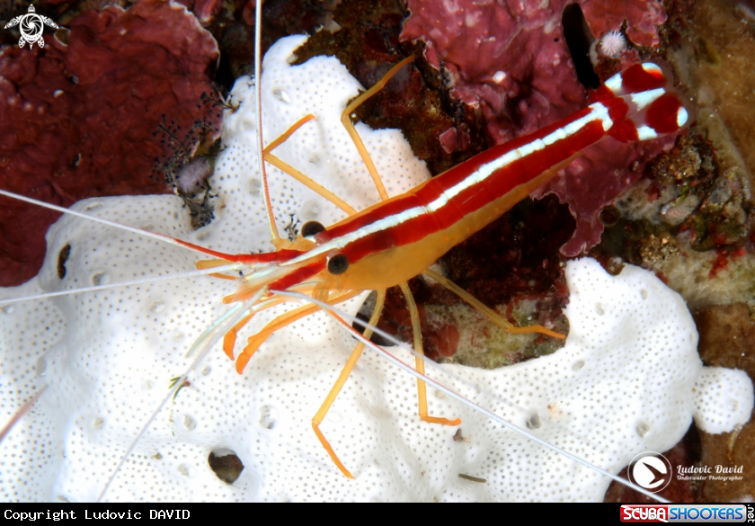A White-Banded Cleaner Shrimp