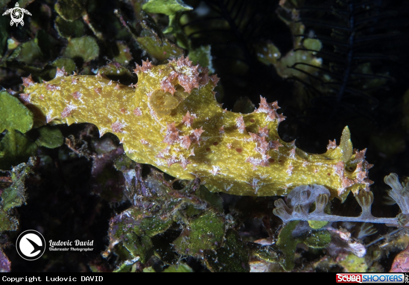 A Thorny Devil Miamira Nudibranch