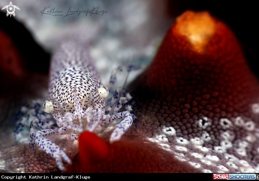 A Rounded Sea Star Shrimp