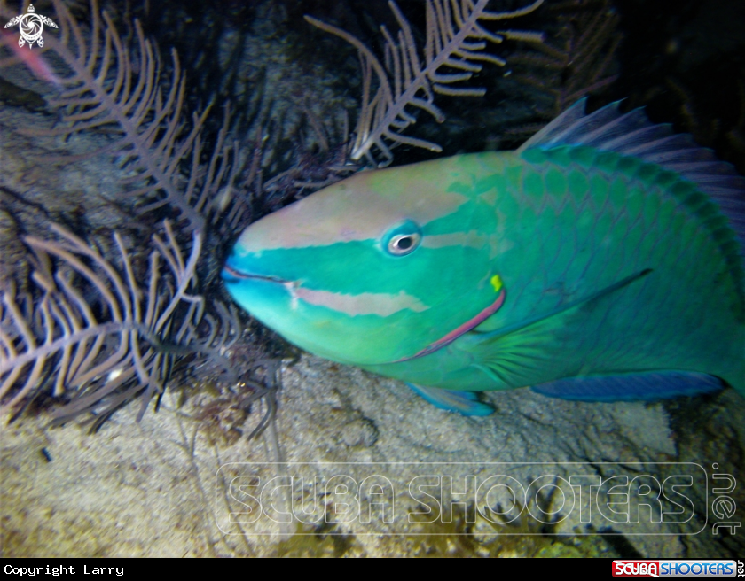 A Parrotfish