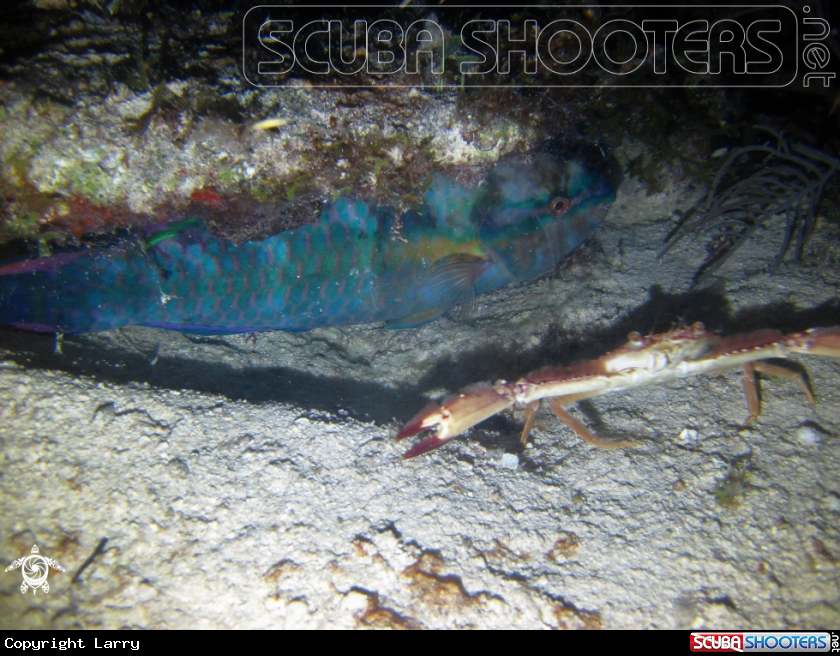 A Parrotfish