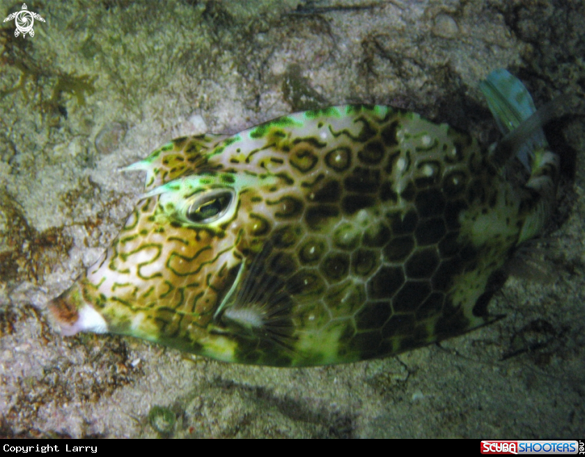 A Honeycomb Trunkfish / Boxfish