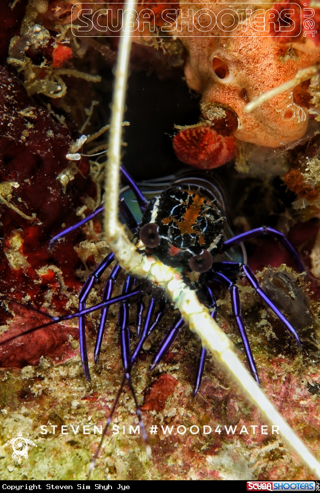 A Lobster