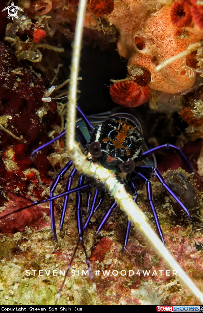 A Lobster