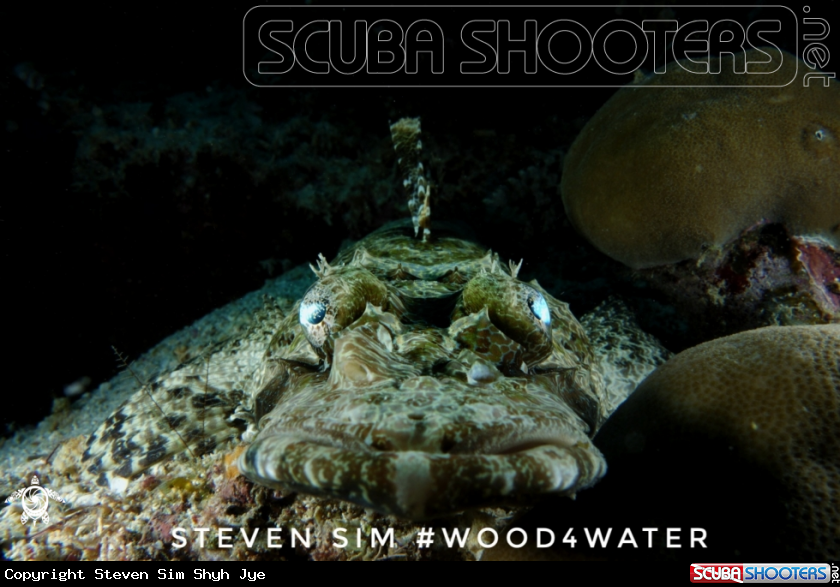 A Crocodile fish 