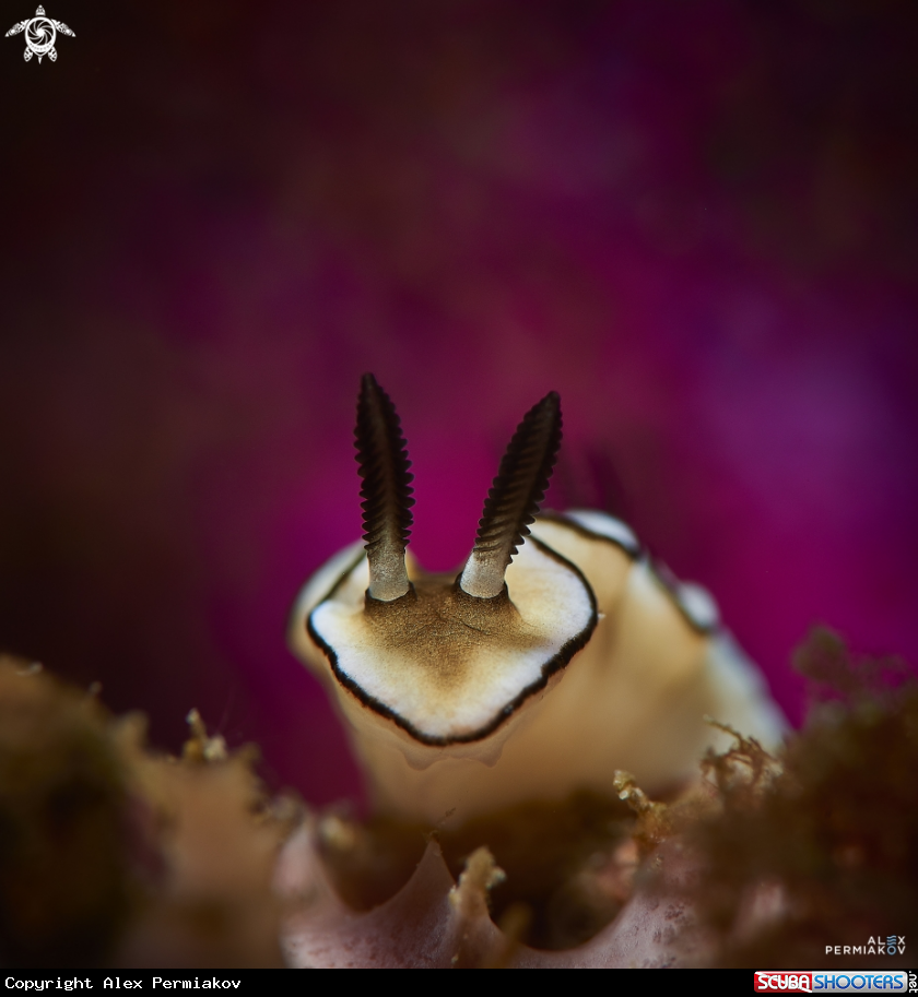 A nudibranch